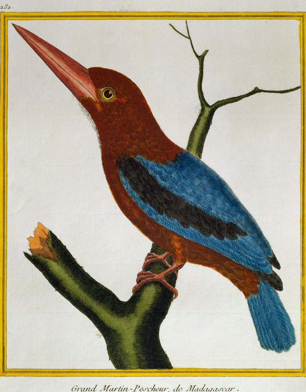 Hvitstrupekongefugl (Halcyon smyrnensis), fra Natural History of Birds av Francois Nicolas Martinet