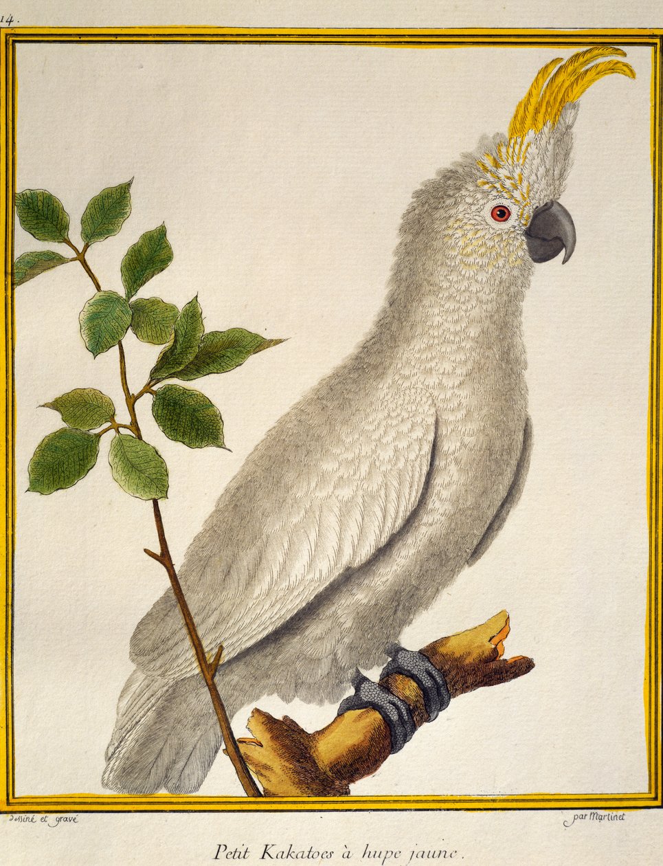 Gulknutekakadue (Cacatua sulphurea), fra Natural History of Birds av Francois Nicolas Martinet