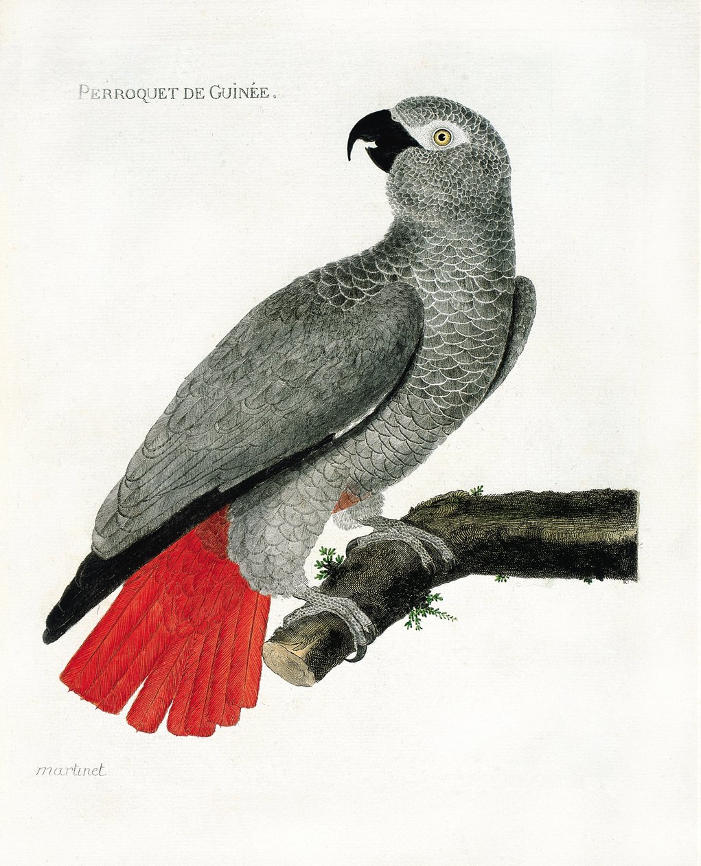 Zoo (ornithology): The Guinee parrot (grey parrot or psittacus erythacus) on a branch. Illustration in “The History of the Birds, Painted in Their Appearing and Sensitive Aspects” by Francois Nicolas Martinet (1731-1800). Private collection. av Francois Nicolas Martinet