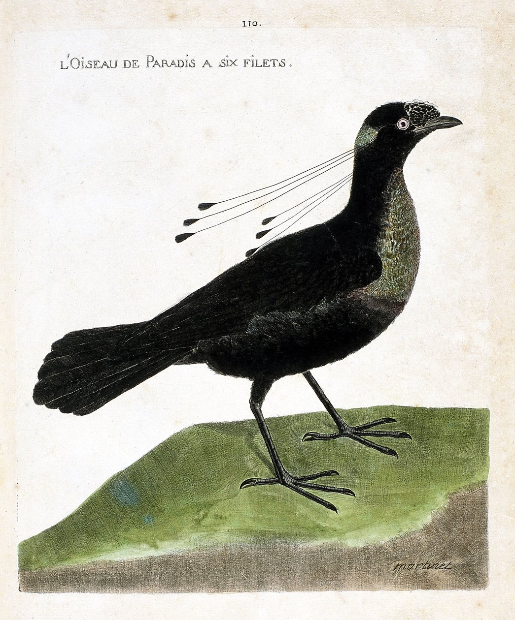 Zoologisk bord (ornitologi): paradisfuglen har seks garn (wahnes paradis eller wahnesi patoria). Illustrasjon i "Fuglenes historie, malt i deres utseende og følsomme aspekter" av Francois Nicolas Martinet (1731-1800). Privat samling. av Francois Nicolas Martinet