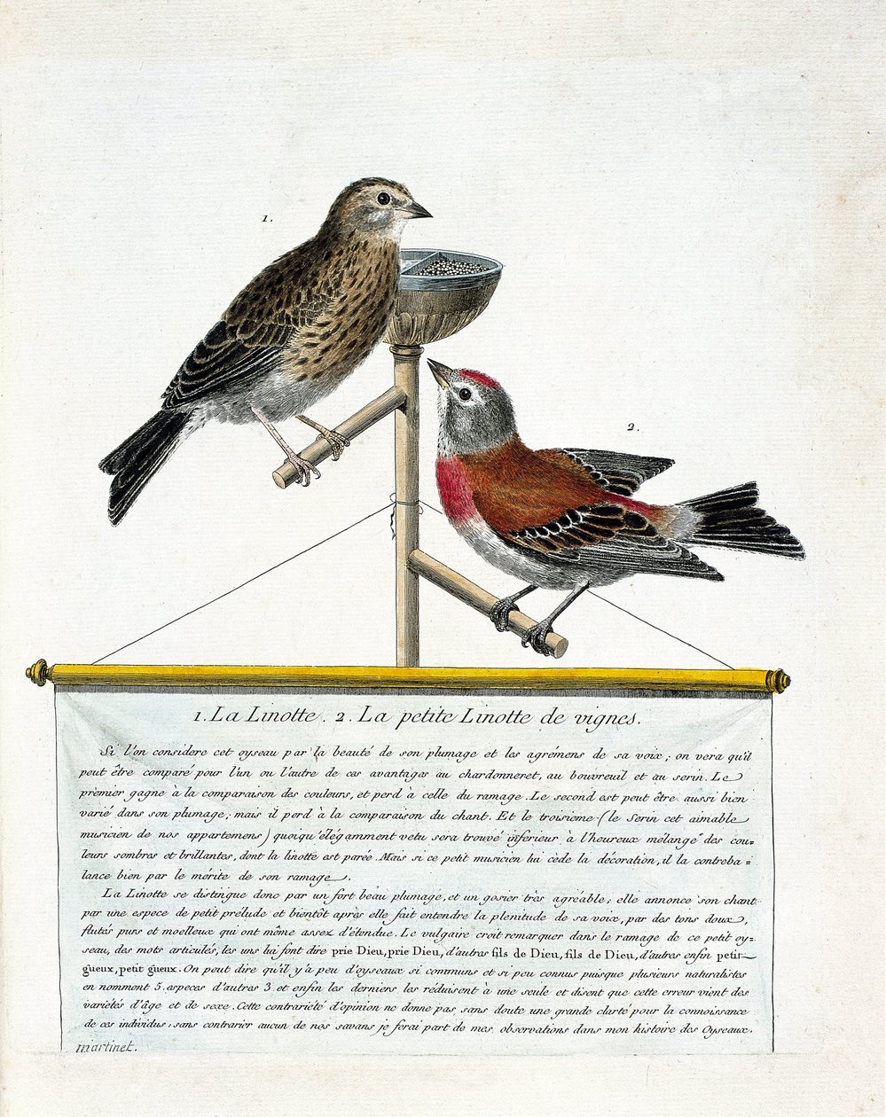 Zoologisk tavle (ornitologi): fra topp til bunn: Linotte (melodifull linotte) og den lille linotte av vinstokker (carduelis cannabina) på en abbor. Illustrasjon i "Fuglenes historie, malt i deres utseende og følsomme aspekter" av Francoi av Francois Nicolas Martinet