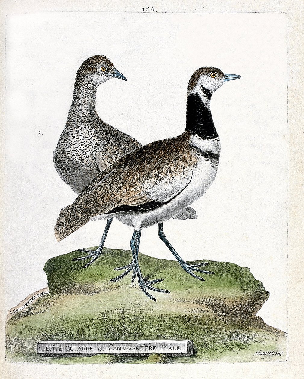 Zoologisk tavle (ornitologi): foran: liten bustard eller liten hannstokk og bak: hunn small bustard (canepetiere bustard eller tetrax tetrax). Illustrasjon i "Fuglenes historie, malt i deres utseende og følsomme aspekter" av Francois Nicolas Mar av Francois Nicolas Martinet