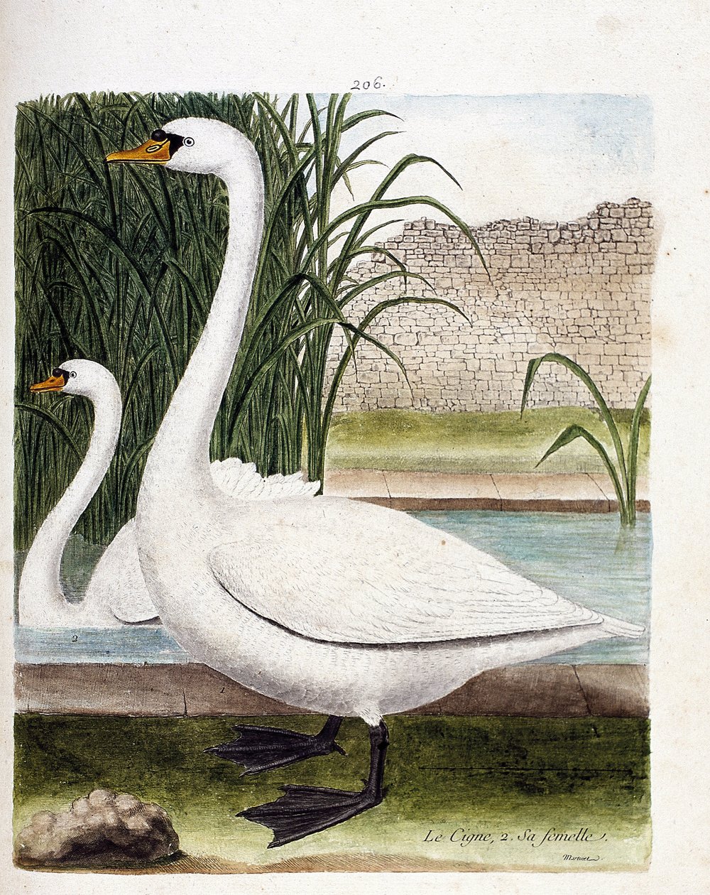 Zoologisk bord (ornitologi): foran: svanen og bak dens hunn (knollsvane eller cygnus olor). Illustrasjon i "Fuglenes historie, malt i deres utseende og følsomme aspekter" av Francois Nicolas Martinet (1731-1800). Privat samling. av Francois Nicolas Martinet