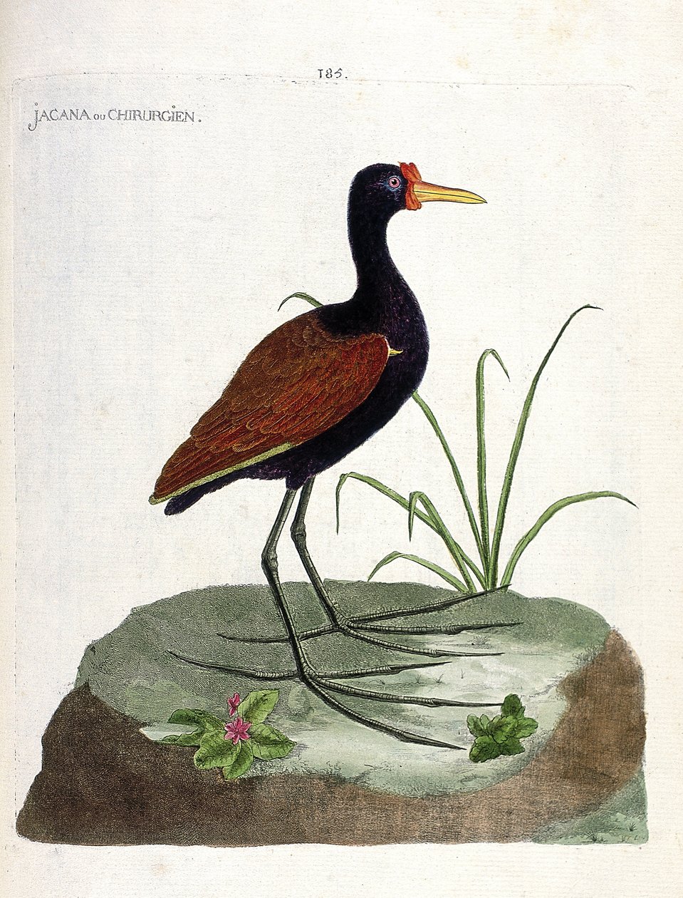 Zoologisk styre (ornitologi): jacana eller kirurg (jacana noir eller jacana jacaa). Illustrasjon i "Fuglenes historie, malt i deres utseende og følsomme aspekter" av Francois Nicolas Martinet (1731-1800). Privat samling. av Francois Nicolas Martinet