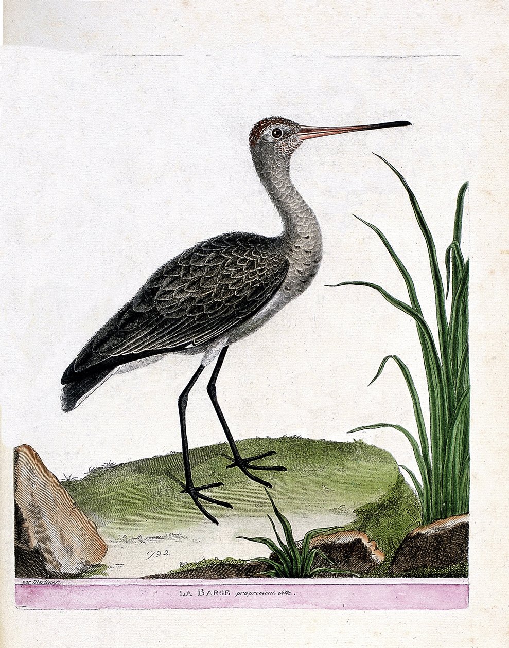 Zoologisk styre (ornitologi): selve lekteren (svarthalelekt eller limosa limosa). Illustrasjon i "Fuglenes historie, malt i deres utseende og følsomme aspekter" av Francois Nicolas Martinet (1731-1800). Privat samling. av Francois Nicolas Martinet