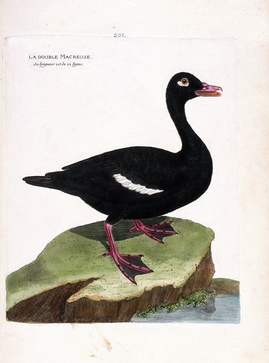Zoologisk tavle (ornitologi): den doble skjæren (brun skjær eller melanitta fusca). Illustrasjon i "Fuglenes historie, malt i deres utseende og følsomme aspekter" av Francois Nicolas Martinet (1731-1800). Privat samling. av Francois Nicolas Martinet