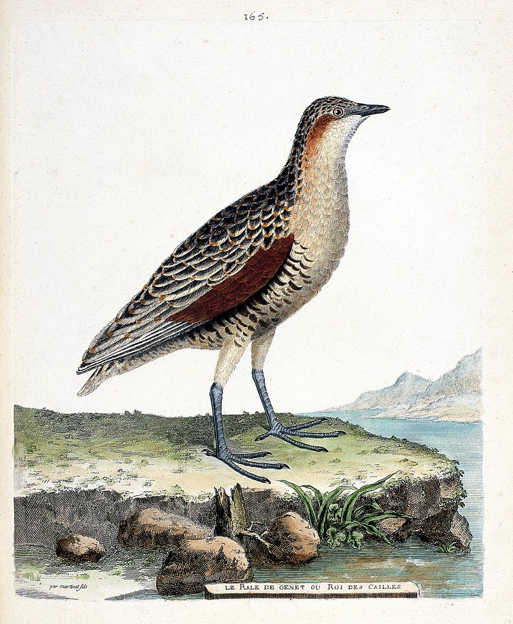 Zoologisk bord (ornitologi): kneet rale eller vaktel konge (crex crex). Illustrasjon i "Fuglenes historie, malt i deres utseende og følsomme aspekter" av Francois Nicolas Martinet (1731-1800). Privat samling. av Francois Nicolas Martinet