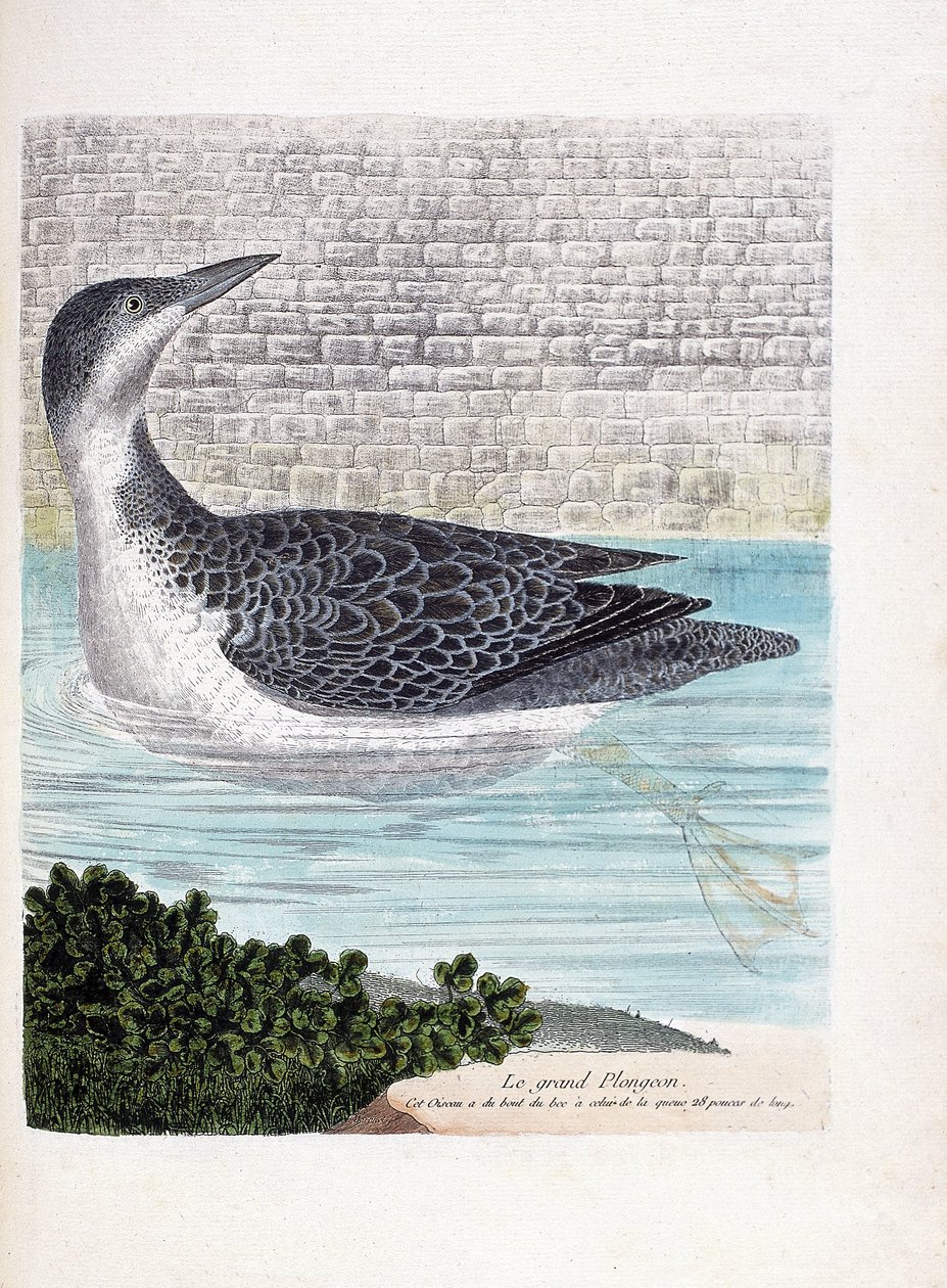 Zoologisk bord (ornitologi): det store dykket (imbrin dip eller gavia immer). Illustrasjon i "Fuglenes historie, malt i deres utseende og følsomme aspekter" av Francois Nicolas Martinet (1731-1800). Privat samling. av Francois Nicolas Martinet