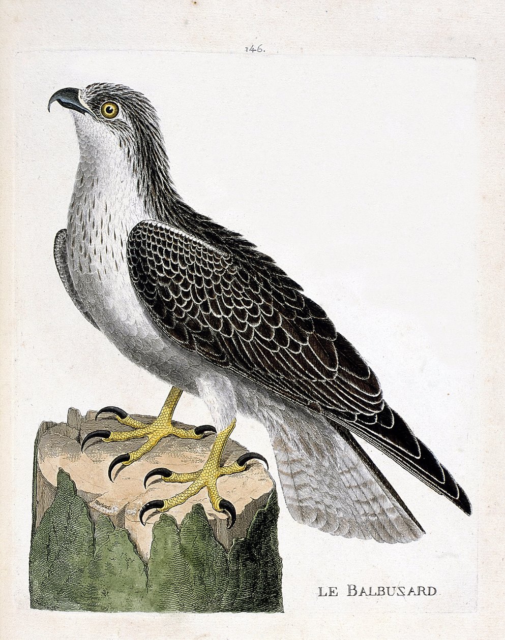 Zoologisk styre (ornitologi): fiskeørnen (ørn eller pandion haliaetus). Illustrasjon i "Fuglenes historie, malt i deres utseende og følsomme aspekter" av Francois Nicolas Martinet (1731-1800). Privat samling. av Francois Nicolas Martinet