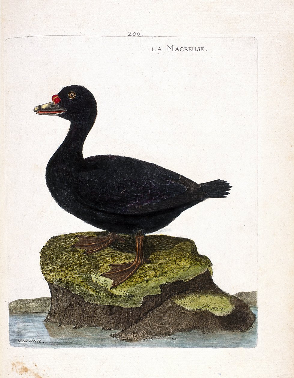 Zoologisk tavle (ornitologi): skjærefuglen (svartskjær eller melanitta nigra). Illustrasjon i "Fuglenes historie, malt i deres utseende og følsomme aspekter" av Francois Nicolas Martinet (1731-1800). Privat samling. av Francois Nicolas Martinet