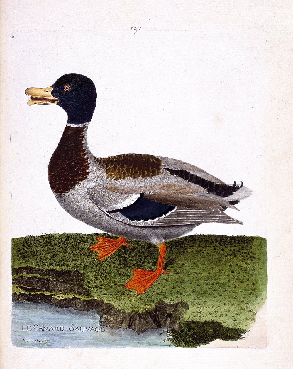 Zoologisk bord (ornitologi): villand (stokkand eller anas platyrhynchos). Illustrasjon i "Fuglenes historie, malt i deres utseende og følsomme aspekter" av Francois Nicolas Martinet (1731-1800). Privat samling. av Francois Nicolas Martinet