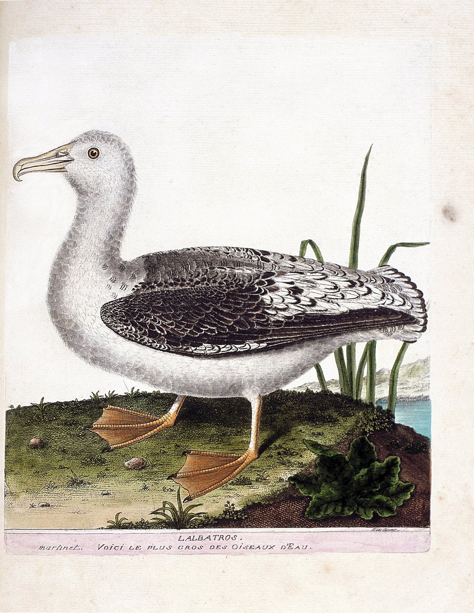 Zoologisk kart (ornitologi): Albatros (hylende albatros eller diomedea exulans). Illustrasjon i "Fuglenes historie, malt i deres utseende og følsomme aspekter" av Francois Nicolas Martinet (1731-1800). Privat samling. av Francois Nicolas Martinet