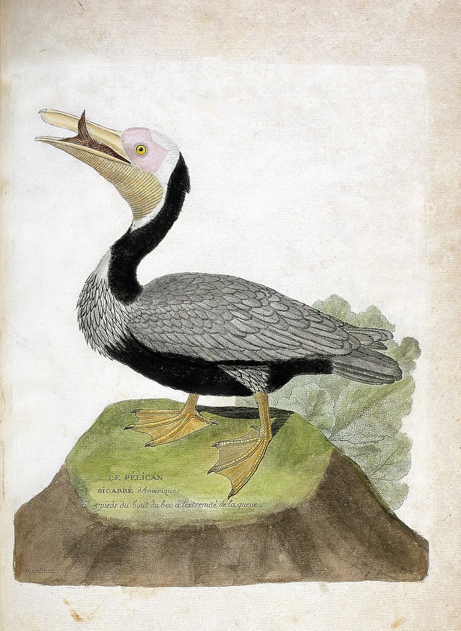 Zoologisk kart (ornitologi): Amerikansk bigarre pelikan (Pelican brun eller Pelecanus occidentalis). Illustrasjon i "Fuglenes historie, malt i deres utseende og følsomme aspekter" av Francois Nicolas Martinet (1731-1800). Privat samling. av Francois Nicolas Martinet