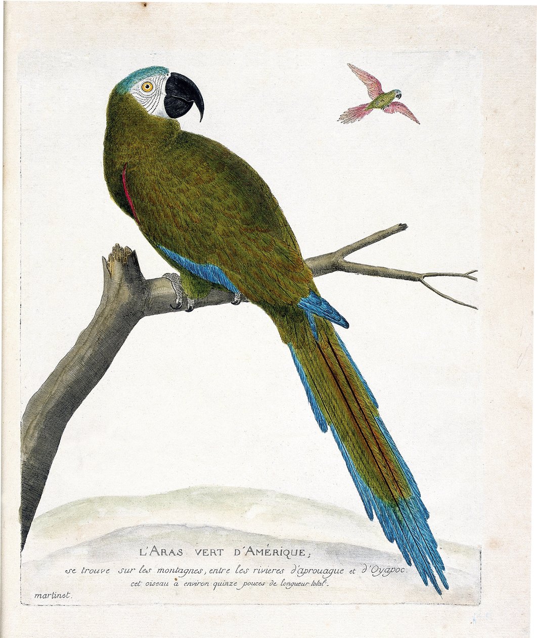 Zoologisk kart (ornitologi): Amerikanske grønne aras (Ara vert eller ara severa) på en gren. Illustrasjon i "Fuglenes historie, malt i deres utseende og følsomme aspekter" av Francois Nicolas Martinet (1731-1800). Privat samling. av Francois Nicolas Martinet