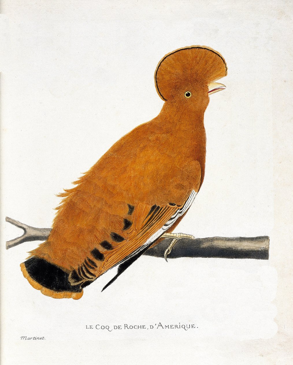 Zoological chart (ornithology): American rock rooster (orange rooster or rupicola rupicola) on a branch av Francois Nicolas Martinet