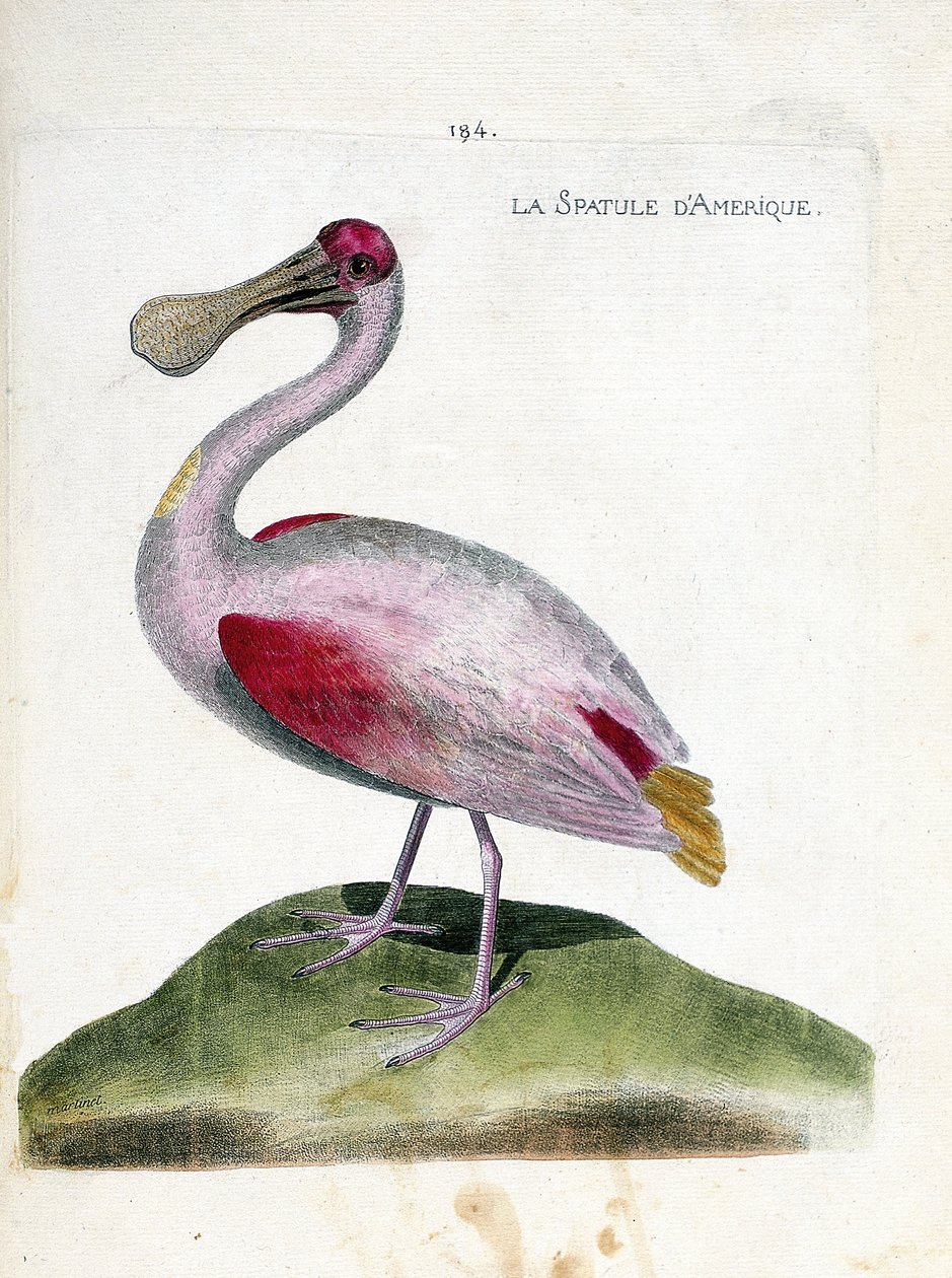 Zoologisk kart (ornitologi): Amerikansk spatel (rosa spatel eller platalea ajaja). Illustrasjon i "Fuglenes historie, malt i deres utseende og følsomme aspekter" av Francois Nicolas Martinet (1731-1800). Privat samling. av Francois Nicolas Martinet