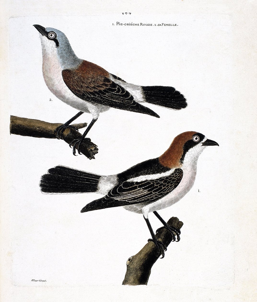Zoologisk kart (ornitologi): Nederst: den rødhårede grieche eller grieche et rødhåret hode (lanius senator) og dens hunn (grieche ecorcheur eller lanius collurio) på den øvre grenen av Francois Nicolas Martinet