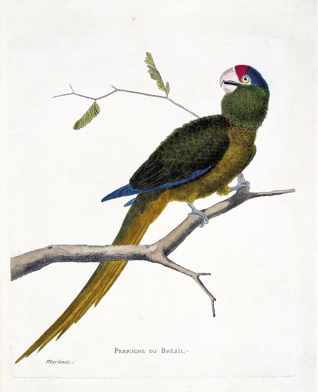 Zoologisk kart (ornitologi): Brasiliansk parakitt (konur med rød panne eller aratinga canicularis) på en gren. Illustrasjon i "Fuglenes historie, malt i deres utseende og følsomme aspekter" av Francois Nicolas Martinet (1731-1800). Privat kol av Francois Nicolas Martinet