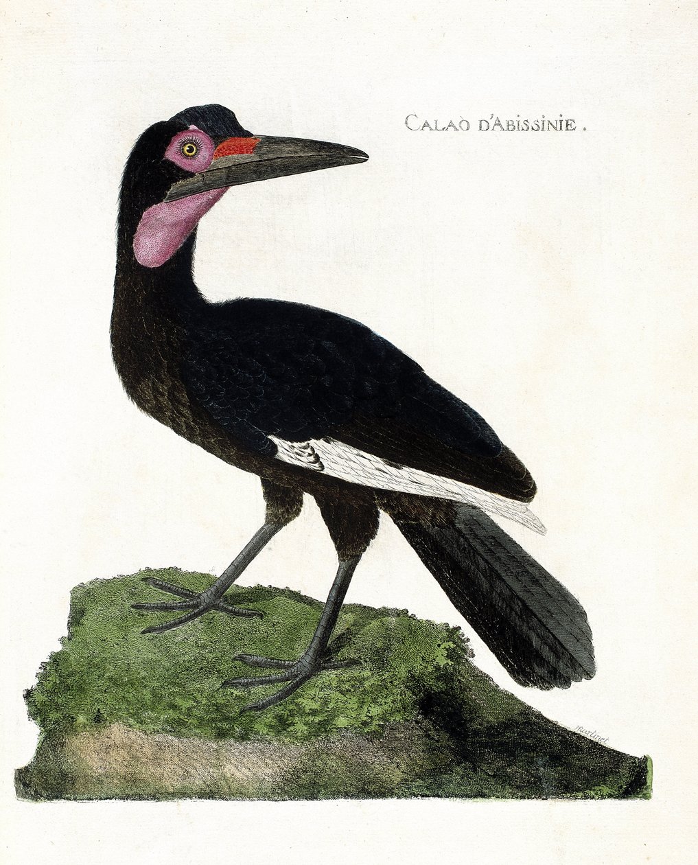 Zoologisk kart (ornitologi): Calao d