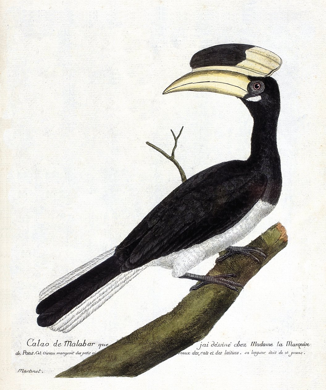 Zoologisk kart (ornitologi): Calao de Malabar (Anthracoceros coronatus) på en gren. Illustrasjon i "Fuglenes historie, malt i deres utseende og følsomme aspekter" av Francois Nicolas Martinet (1731-1800). Privat samling. av Francois Nicolas Martinet