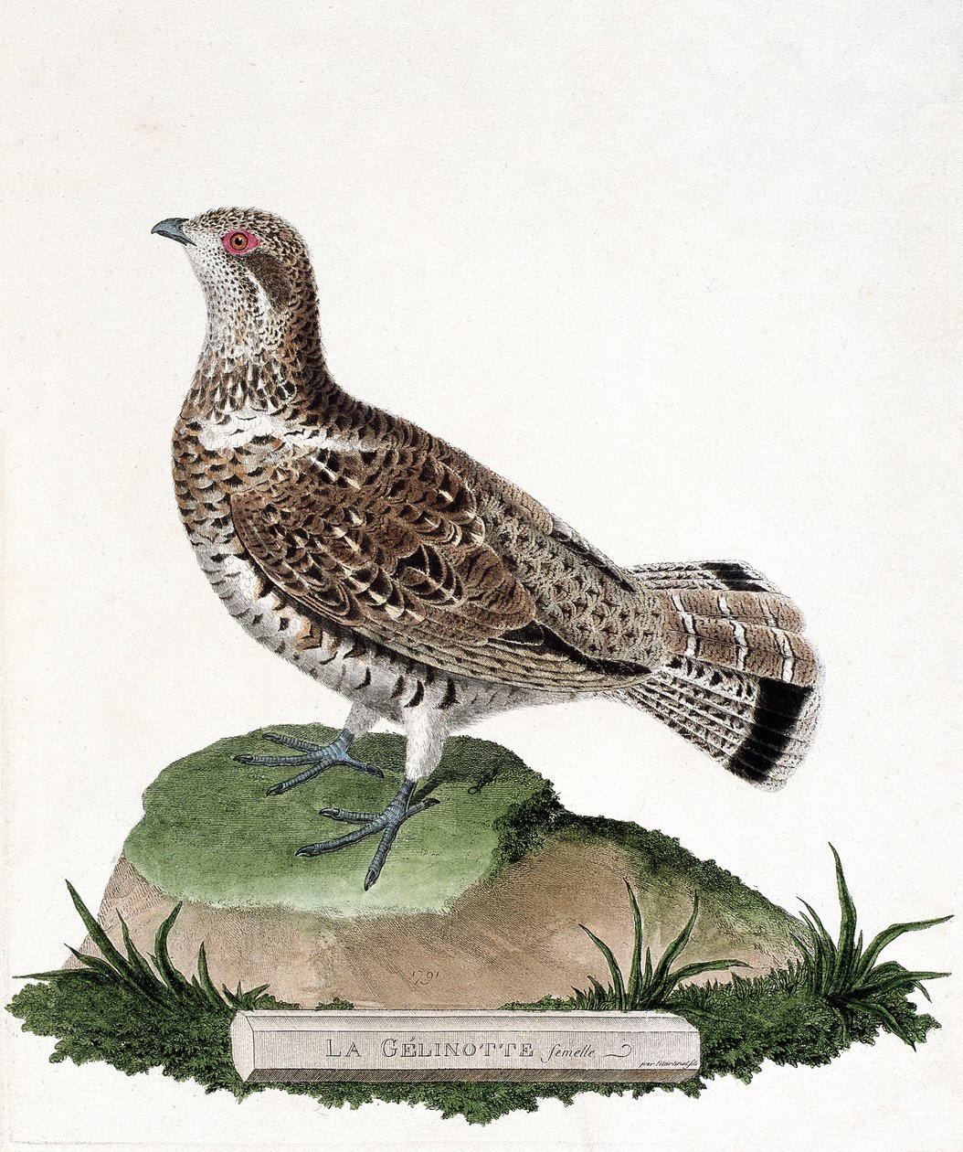 Zoological chart (ornithology): Female gelinotte (wood gelinotte or bonasia bonasia). Illustration in “The History of the Birds, Painted in Their Appearing and Sensitive Aspects” by Francois Nicolas Martinet (1731-1800). Private collection. av Francois Nicolas Martinet