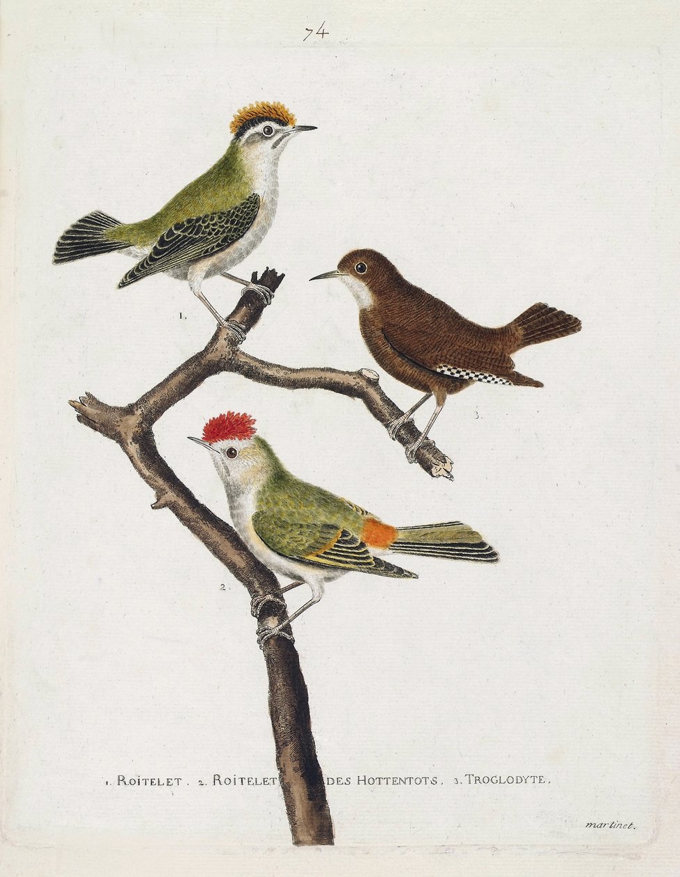 Zoologisk kart (ornitologi). Fra topp til bunn: roitelet (trippel bandasje eller regulus ignicapilla), troglodyte (søt troglodyte eller troglodyte) og roitelet av hottentots (rubinkrone) på en gren. Illustrasjon i «Fuglenes historie, malt i Thei av Francois Nicolas Martinet