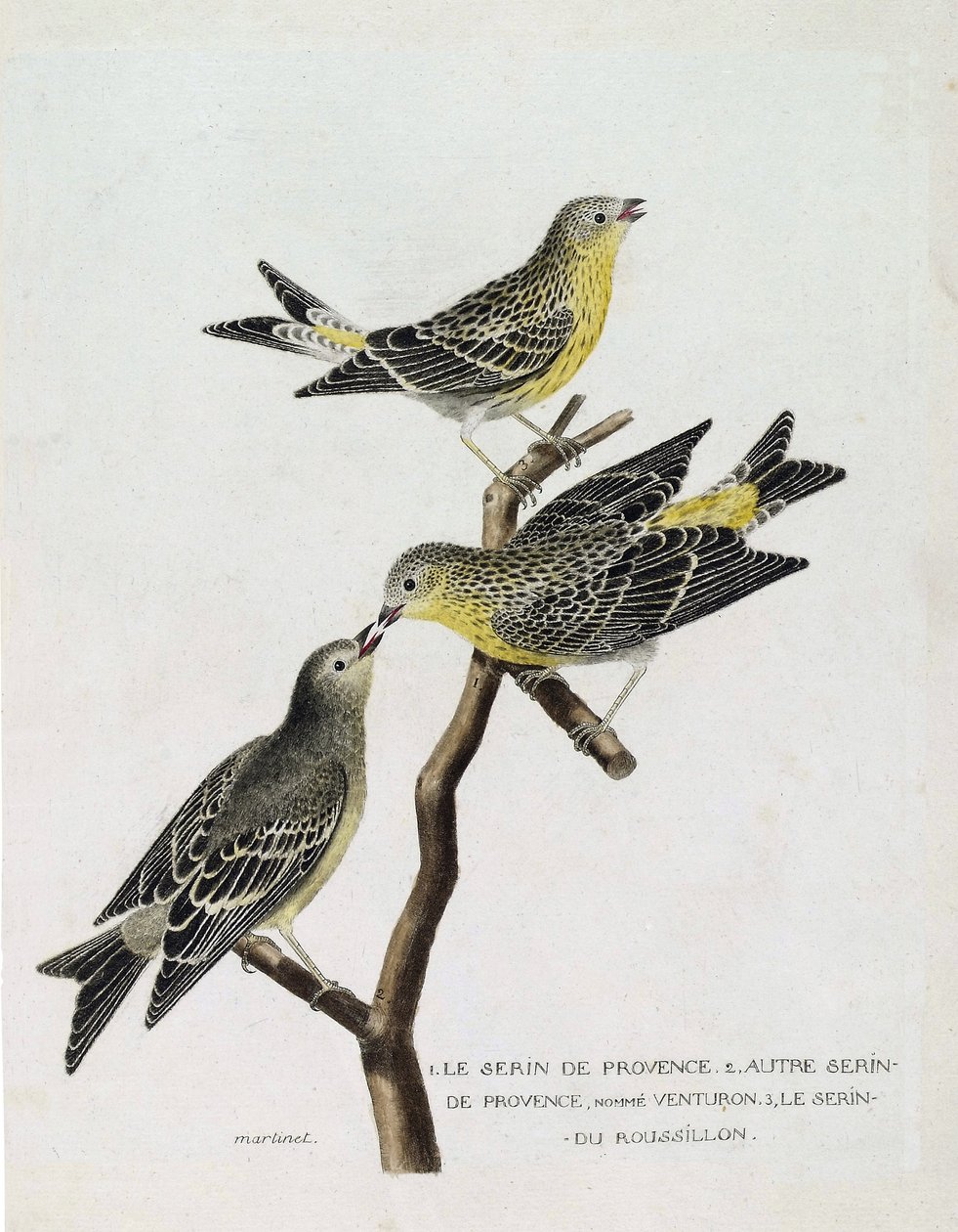 Zoologisk kart (ornitologi): Fra topp til bunn: serin du Roussillon (serin Cini eller serinus serinus) på en gren, serin de provence (venturon montagnard eller serinus citrinella) og andre serin de provence. Illustrasjon i "The History of the Birds, S av Francois Nicolas Martinet
