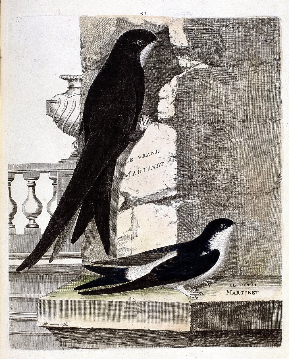 Zoologisk kart (ornitologi): Stor Swift (Black Swift eller apus apus) og Small Swift (Vindusvale eller Urbica Delichon). Illustrasjon i "Fuglenes historie, malt i deres utseende og følsomme aspekter" av Francois Nicolas Martinet (1731-1800) av Francois Nicolas Martinet