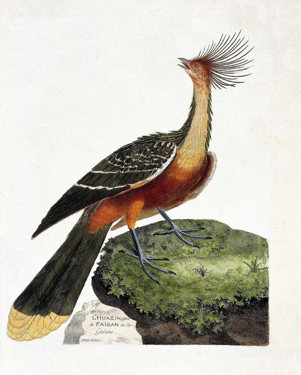 Zoologisk kart (ornitologi): Hoazin (hoazin huppe eller opisthocomus hoazin). Illustrasjon i "Fuglenes historie, malt i deres utseende og følsomme aspekter" av Francois Nicolas Martinet (1731-1800). Privat samling. av Francois Nicolas Martinet