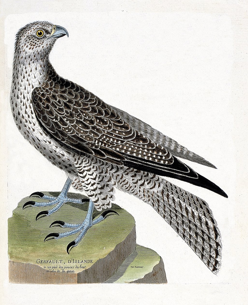 Zoologisk kart (ornitologi): Islandsk gerfault (gerfaut falk eller falco rusticolus). Illustrasjon i "Fuglenes historie, malt i deres utseende og følsomme aspekter" av Francois Nicolas Martinet (1731-1800). Privat samling. av Francois Nicolas Martinet
