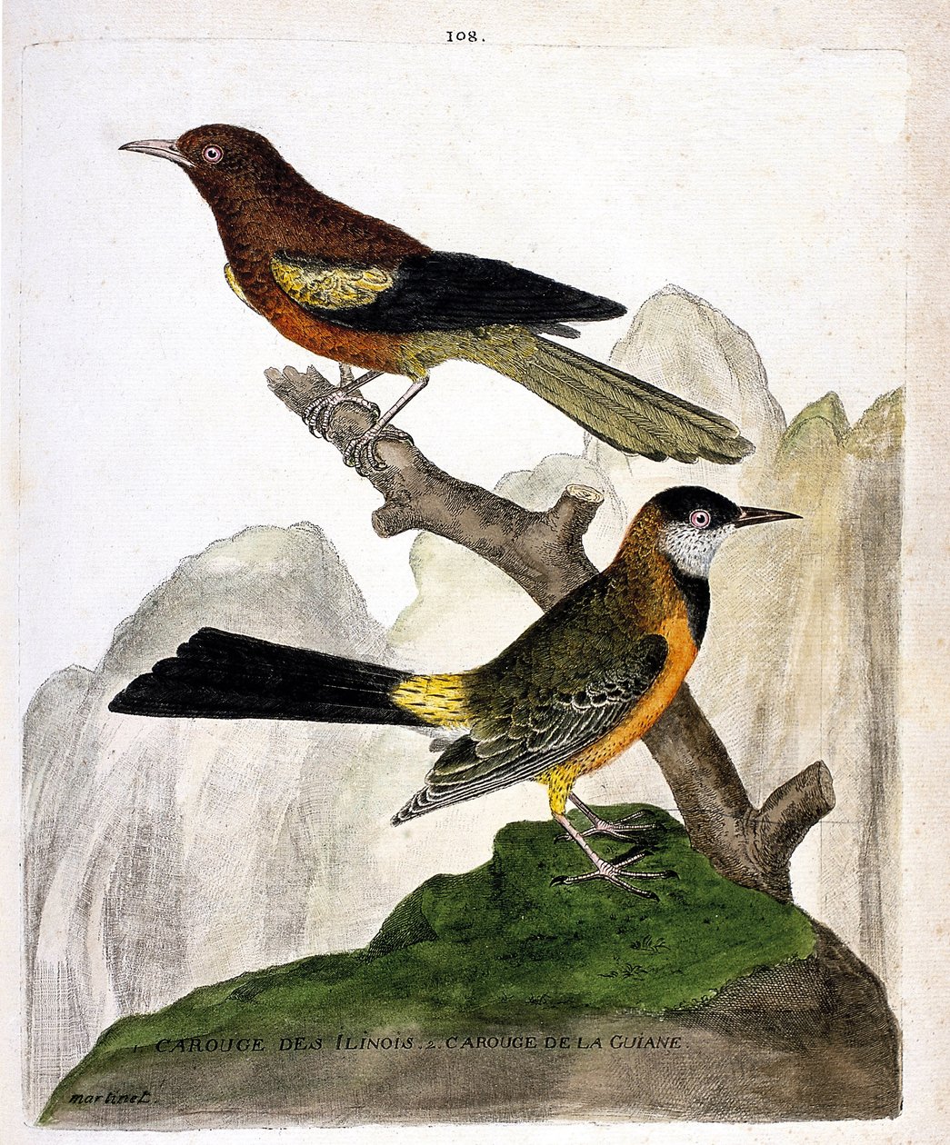 Zoologisk kart (ornitologi): Ilinois Blackbird (Baltimore oriole eller icterius bonana) og Guyana Blackbird (Martinique oriole eller icterius bonana) på en gren. Illustrasjon i "Fuglenes historie, malt i deres utseende og følsomme aspekter" av av Francois Nicolas Martinet