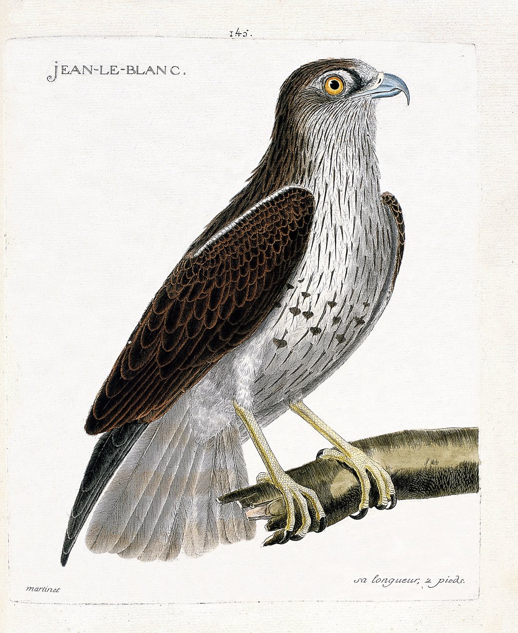 Zoologisk kart (ornitologi): Jean-le-Blanc eller Jean le Blanc (circaete Jean Le Blanc eller circaetus gallicus) på en gren. Illustrasjon i "Fuglenes historie, malt i deres utseende og følsomme aspekter" av Francois Nicolas Martinet (1731-1800) av Francois Nicolas Martinet