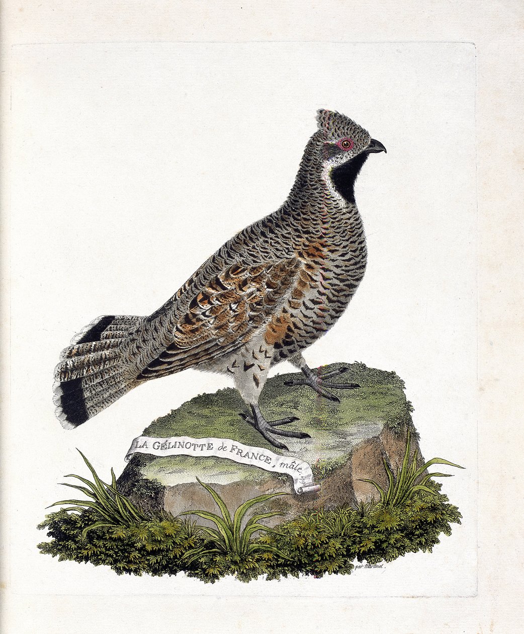 Zoologisk kart (ornitologi): La gelinotte de France hann (gelinotte des bois eller bonasia bonasia). Illustrasjon i "Fuglenes historie, malt i deres utseende og følsomme aspekter" av Francois Nicolas Martinet (1731-1800). Privat samling. av Francois Nicolas Martinet