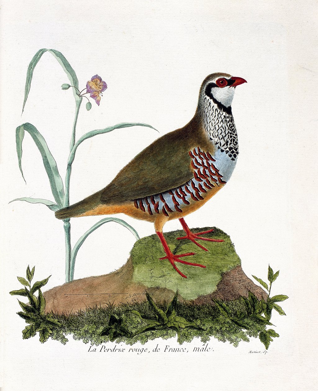 Zoologisk kart (ornitologi): La rapphøne rouge de France, hann (rød rapphøne eller alectoris rufa). Illustrasjon i "Fuglenes historie, malt i deres utseende og følsomme aspekter" av Francois Nicolas Martinet (1731-1800). Privat samling. av Francois Nicolas Martinet