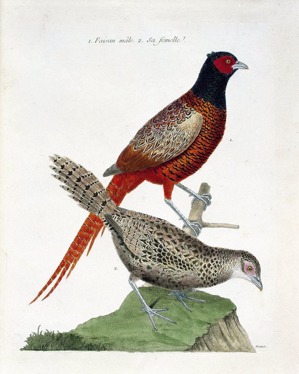 Zoologisk kart (ornitologi): Hann fasan og hunn (colchid fasan eller Phasianus colchicus). Illustrasjon i "Fuglenes historie, malt i deres utseende og følsomme aspekter" av Francois Nicolas Martinet (1731-1800). Privat samling. av Francois Nicolas Martinet