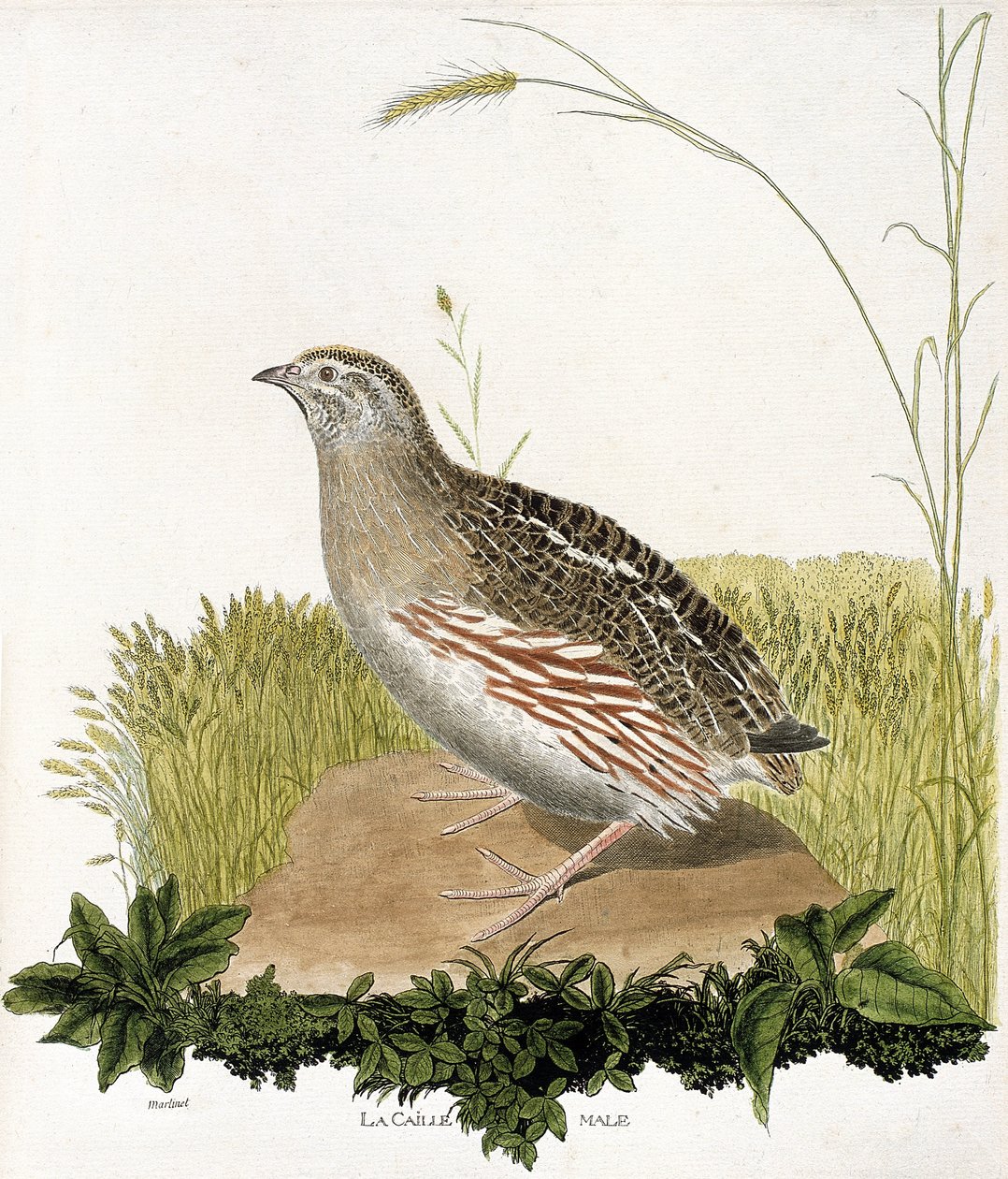 Zoologisk kart (ornitologi): Hannvaktel (ble quail eller coturnix coturnix). Illustrasjon i "Fuglenes historie, malt i deres utseende og følsomme aspekter" av Francois Nicolas Martinet (1731-1800). Privat samling. av Francois Nicolas Martinet