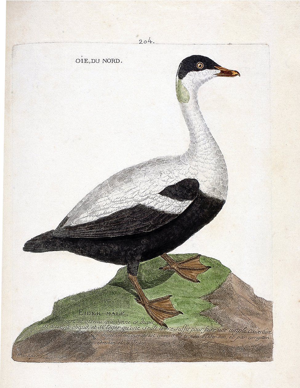 Zoologisk kart (ornitologi): Nordgås eller ærfugl (Eider en dyne eller somateria mollissima). Illustrasjon i "Fuglenes historie, malt i deres utseende og følsomme aspekter" av Francois Nicolas Martinet (1731-1800). Privat samling. av Francois Nicolas Martinet