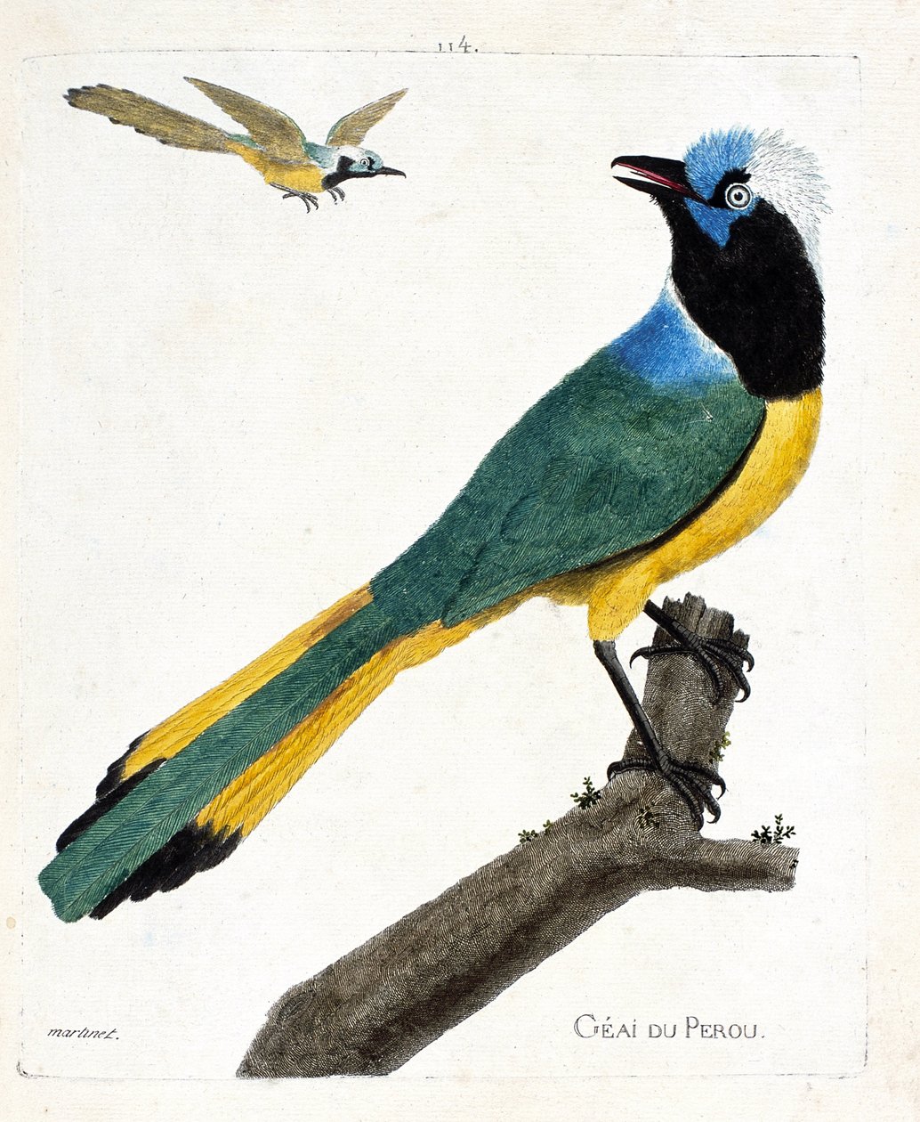 Zoological chart (ornithology): Perou jay (green jay or cyanocorax yncas) on a branch. Illustration in “The History of the Birds, Painted in Their Appearing and Sensitive Aspects” by Francois Nicolas Martinet (1731-1800). Private collection. av Francois Nicolas Martinet