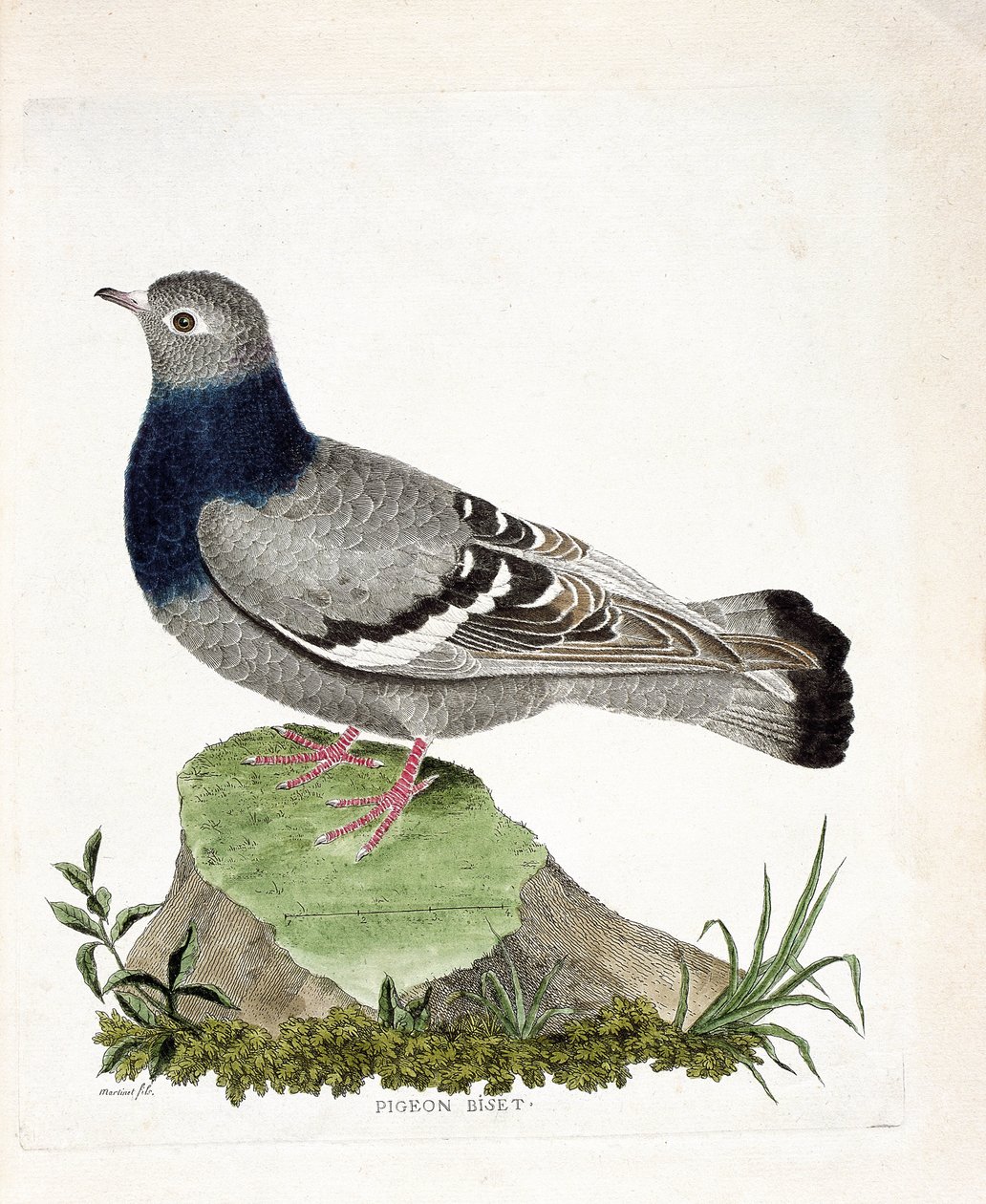 Zoological chart (ornithology): Pigeon biset (Columbia livia). Illustration in “The History of the Birds, Painted in Their Appearing and Sensitive Aspects” by Francois Nicolas Martinet (1731-1800). Private collection. av Francois Nicolas Martinet