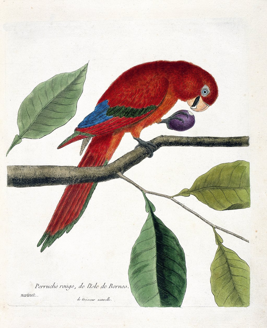Zoologisk kart (ornitologi): Rød parakitt fra øya Borneo (Great eclectus eller eclectus roratus). Illustrasjon i "Fuglenes historie, malt i deres utseende og følsomme aspekter" av Francois Nicolas Martinet (1731-1800). Privat koll av Francois Nicolas Martinet