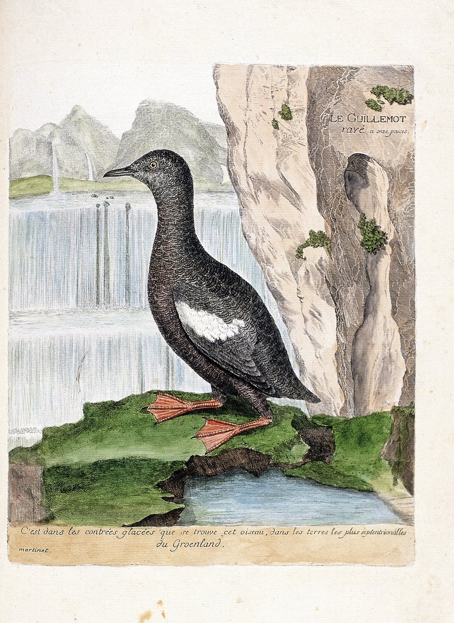 Zoologisk kart (ornitologi): Stripet Murrelet (Mirrelet eller Cepphus rutenett). Illustrasjon i "Fuglenes historie, malt i deres utseende og følsomme aspekter" av Francois Nicolas Martinet (1731-1800). Privat samling. av Francois Nicolas Martinet