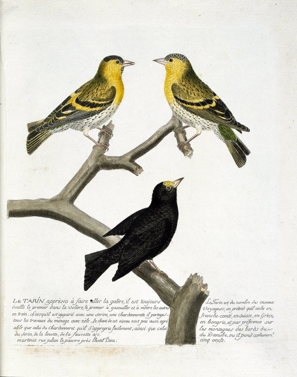 Zoologisk kart (ornitologi): Tarin (or tarin eller carduelis spinus). Øverst til venstre: hann, høyre: kvinne. Nederst: en annen variant. Illustrasjon i "Fuglenes historie, malt i deres utseende og følsomme aspekter" av Francois Nicolas Martinet (1731) av Francois Nicolas Martinet