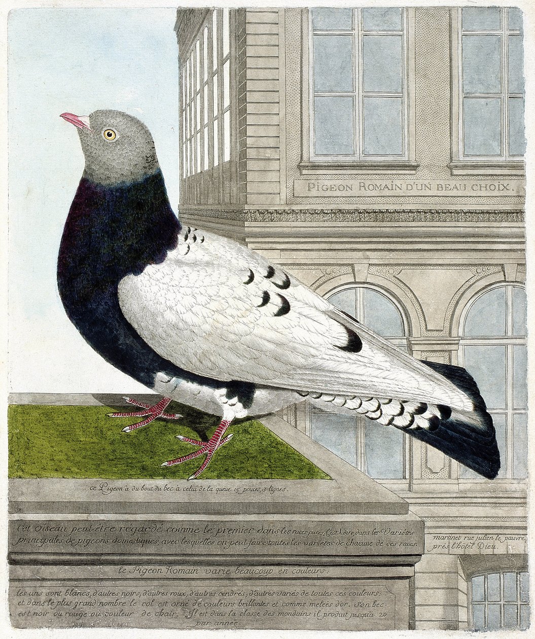 Zoologisk kart (ornitologi): Den romerske duen (columba livia). Illustrasjon i "Fuglenes historie, malt i deres utseende og følsomme aspekter" av Francois Nicolas Martinet (1731-1800). Privat samling. av Francois Nicolas Martinet
