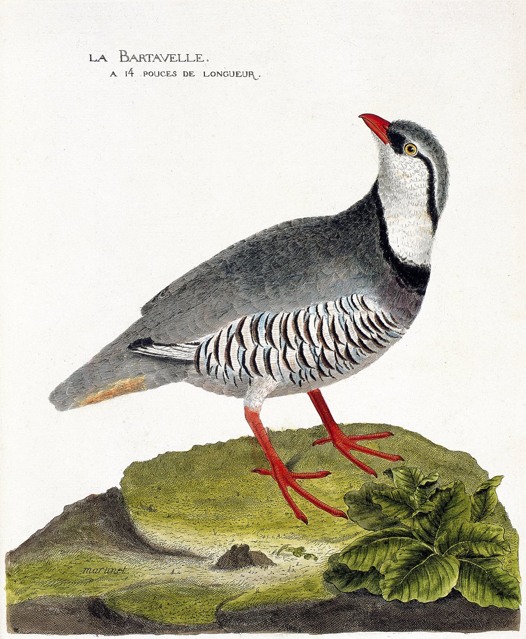 Zoologisk kart (ornitologi): bartavlen (rapphøne bartavelle eller Alectoris graeca). Illustrasjon i "Fuglenes historie, malt i deres utseende og følsomme aspekter" av Francois Nicolas Martinet (1731-1800). Privat samling. av Francois Nicolas Martinet