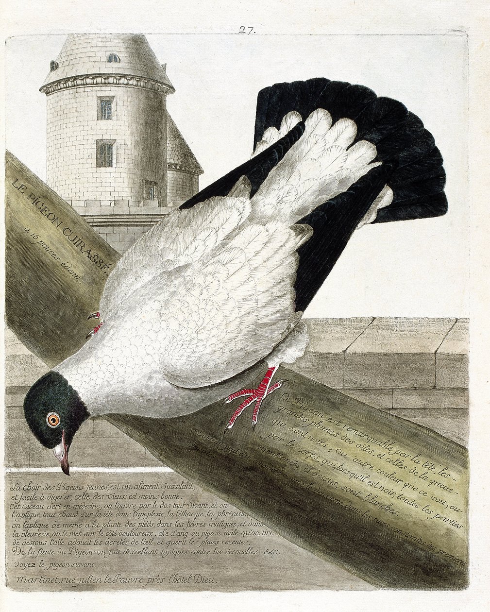 Zoologisk kart (ornitologi): Slagskipduen (columba livia). Illustrasjon i "Fuglenes historie, malt i deres utseende og følsomme aspekter" av Francois Nicolas Martinet (1731-1800). Privat samling. av Francois Nicolas Martinet