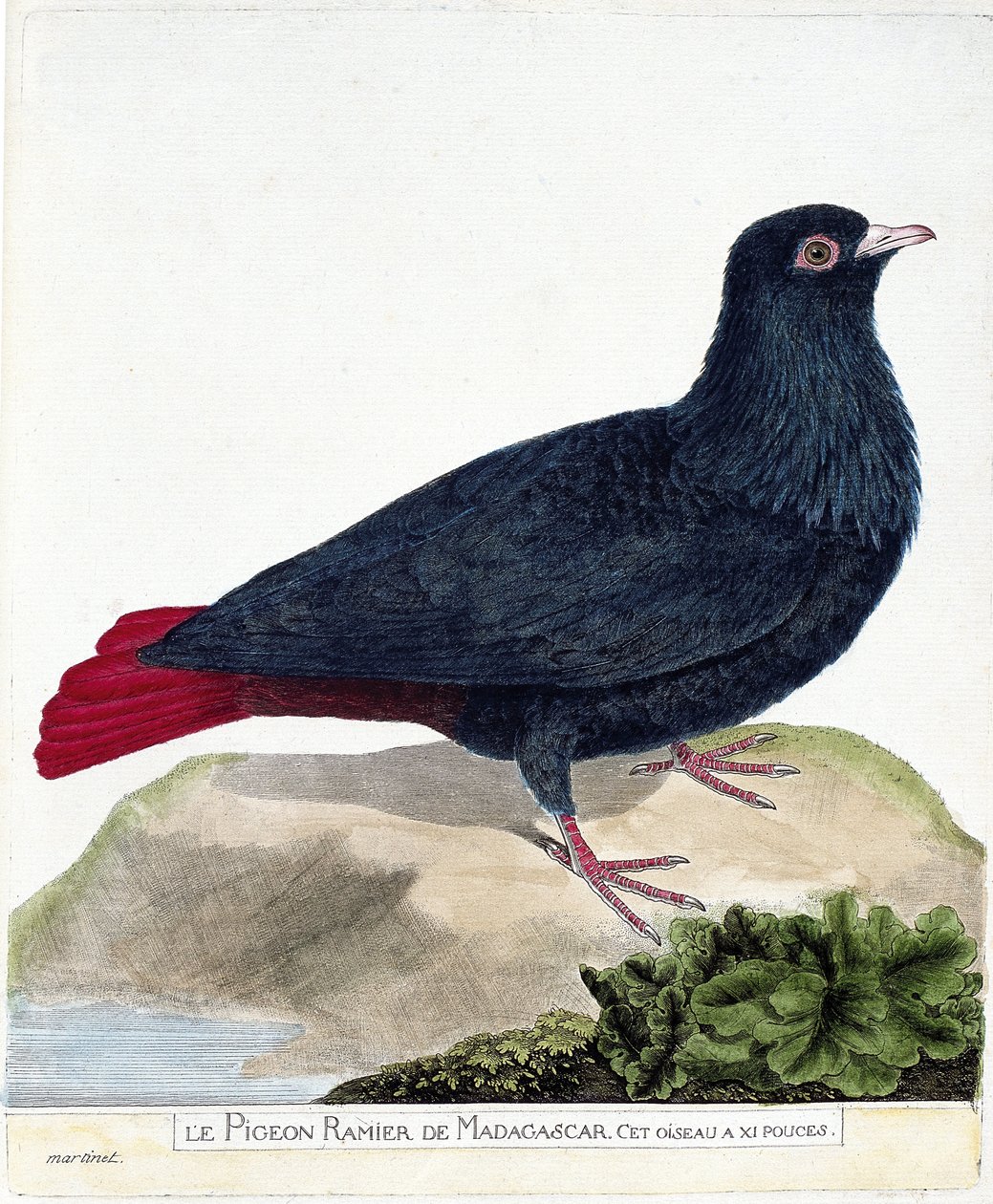 Zoologisk kart (ornitologi): Den forgrenede duen på Madagaskar (Blue Founingo eller alectroenas madagascariensis). Illustrasjon i "Fuglenes historie, malt i deres utseende og følsomme aspekter" av Francois Nicolas Martinet (1731-1800). Privat av Francois Nicolas Martinet