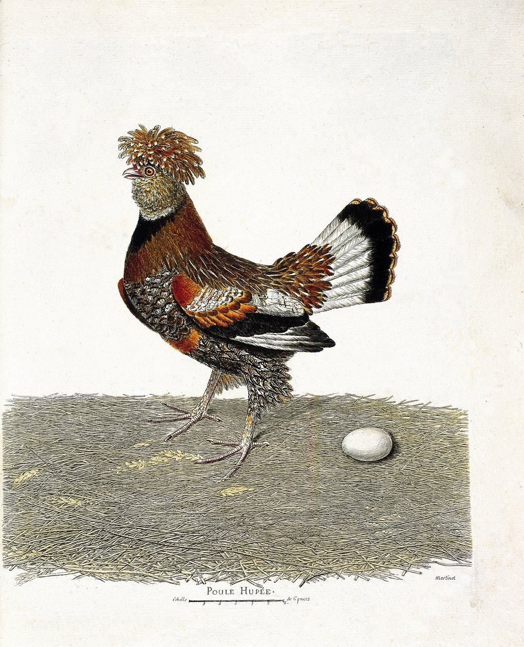 Zoologisk kart (ornitologi): Kyllingen (tamhøne eller gallus gallus) og dens egg. Illustrasjon i "Fuglenes historie, malt i deres utseende og følsomme aspekter" av Francois Nicolas Martinet (1731-1800). Privat samling. av Francois Nicolas Martinet