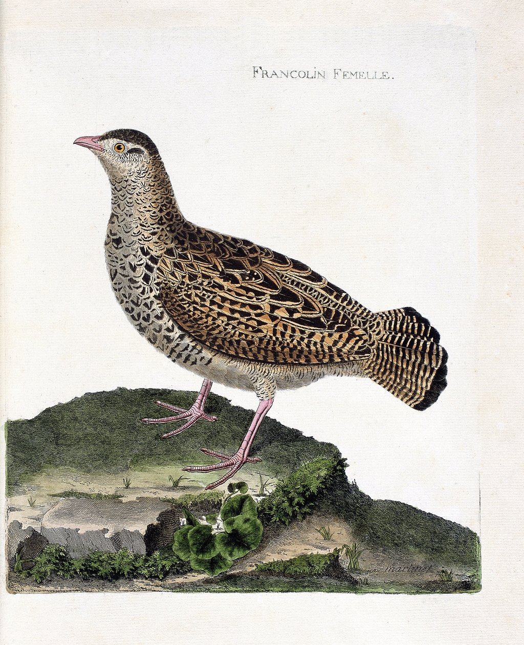 Zoologisk kart (ornitologi): Den kvinnelige francolin (francolin noir eller francolinus francolinus). Illustrasjon i "Fuglenes historie, malt i deres utseende og følsomme aspekter" av Francois Nicolas Martinet (1731-1800). Privat samling. av Francois Nicolas Martinet