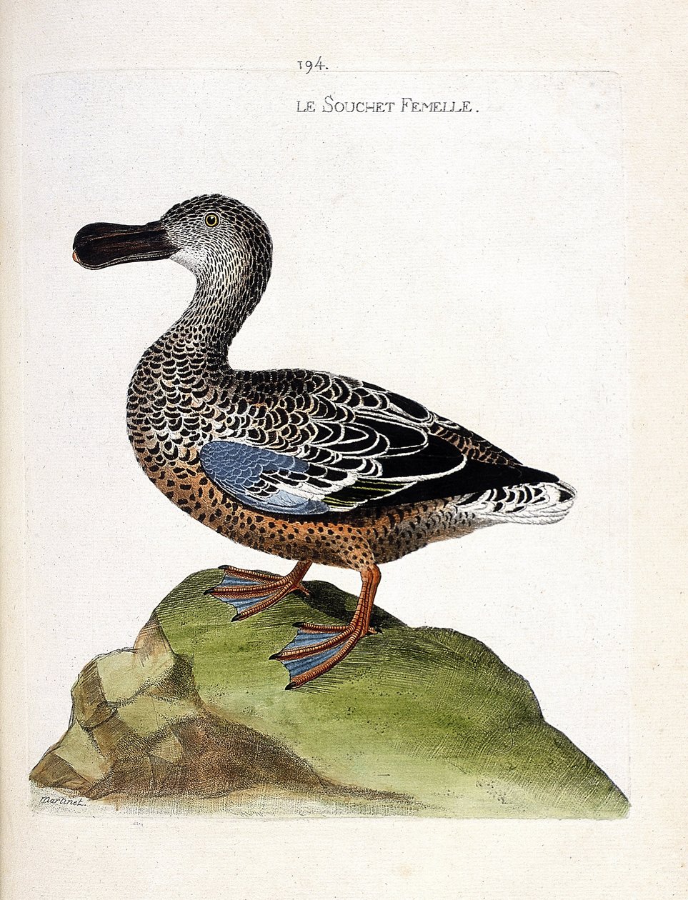 Zoologisk kart (ornitologi): Den kvinnelige stammen (and eller anas clypeata). Illustrasjon i "Fuglenes historie, malt i deres utseende og følsomme aspekter" av Francois Nicolas Martinet (1731-1800). Privat samling. av Francois Nicolas Martinet