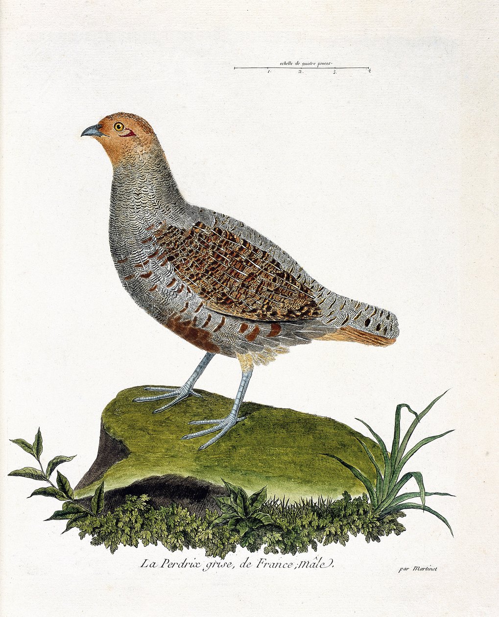 Zoologisk kart (ornitologi): Frankrikes grå rapphøne, hann (grå rapphøne eller rapphøne). Illustrasjon i "Fuglenes historie, malt i deres utseende og følsomme aspekter" av Francois Nicolas Martinet (1731-1800). Privat samling. av Francois Nicolas Martinet